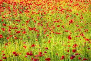 Natural floral texture pattern. Flowers red poppies blossom on wild field. Beautiful field red poppies with selective focus. Red poppies in soft light photo