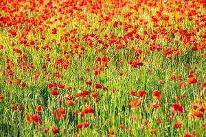 patrón de textura floral natural. flores amapolas rojas florecen en campo salvaje. hermosas amapolas rojas de campo con enfoque selectivo. amapolas rojas en luz suave foto