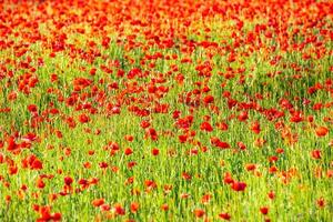 Natural floral texture pattern. Flowers red poppies blossom on wild field. Beautiful field red poppies with selective focus. Red poppies in soft light photo