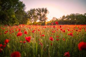 Wonderful landscape at sunset. Meadow field blooming red poppies. Wild flowers in springtime forest field. Amazing natural landscape in summertime. Peaceful nature sunny view on blurred bokeh light