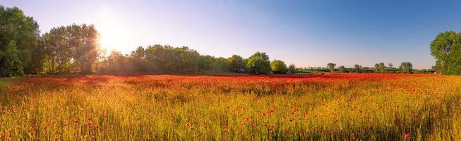 paisaje panorámico con bonita puesta de sol sobre el campo de amapolas. naturaleza primaveral idílica, paisaje floral rojo. panorama de la naturaleza, vista de primer plano pacífica, flores florecientes foto