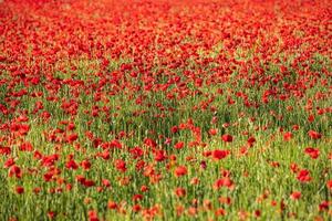 Natural floral texture pattern. Flowers red poppies blossom on wild field. Beautiful field red poppies with selective focus. Red poppies in soft light photo
