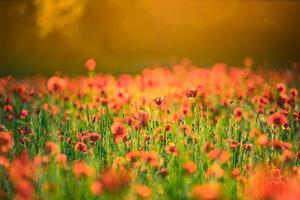 Wonderful landscape at sunset. Meadow field blooming red poppies. Wild flowers in springtime forest field. Amazing natural landscape in summertime. Peaceful nature sunny view on blurred bokeh light photo