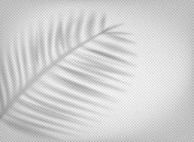 Palm leaf shadow overlay effect on transparent background vector