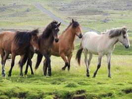 manada de caballos escandinavos pastando en el campo del norte foto