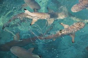 grupo de tiburones bebé nadando en agua de mar transparente en la isla karimun jawa foto