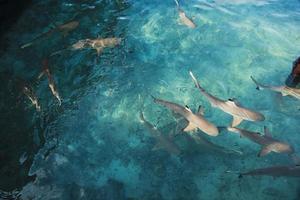 grupo de tiburones bebé nadando en agua de mar transparente en la isla karimun jawa foto