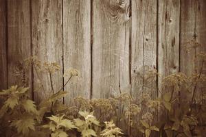 Wooden board texture. Natural wood background. photo