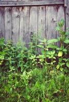 Wooden wall of old barn in the countryside. photo