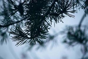 Beautiful pine tree branches photo