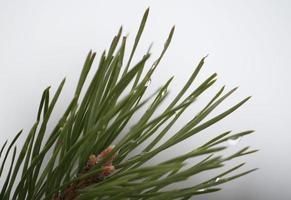 Beautiful pine tree branches photo