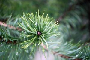 Beautiful pine tree branches photo