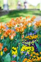 hermosas flores de jardín. tulipanes brillantes que florecen en el parque de primavera. paisaje urbano con plantas decorativas. foto