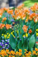 Beautiful garden flowers. Bright tulips blooming in spring park. Urban landscape with decorative plants. photo