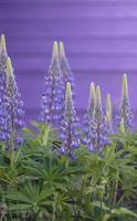 Close-up of wild purple lupines flowers. photo