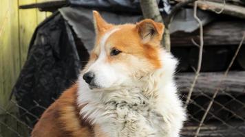 beautifull portrait of a red dog. Close-up photo of a dog