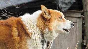 perro enojado. retrato de un perro rojo. foto de primer plano de un perro