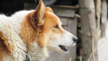 Angry dog. portrait of a red dog. Close-up photo of a dog