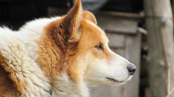 beautifull portrait of a red dog. Close-up photo of a dog