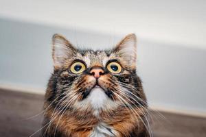 Fluffy cat with huge eyes looking away, close-up photo