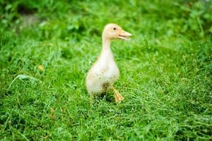 portrait of duckling walking along the grass photo