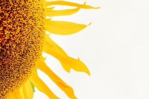 part of sunflower close up on white background, soft focus photo