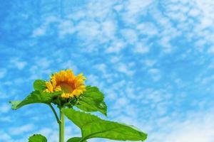 Sunflower against cloudy blue sky photo