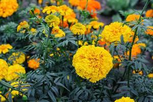 flowering yellow flowers marigolds in summer garden