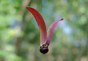 Gurjan, Keruing, Yang Naa seed on blur background, scientific name Dipterocarpus alatus Roxb photo