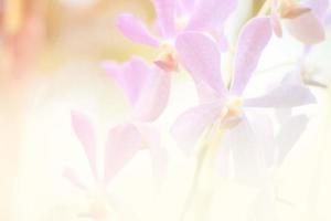 hermoso fondo de flor de orquídea foto