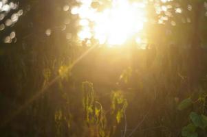 rayo de sol y destello de lente a través de las hojas foto