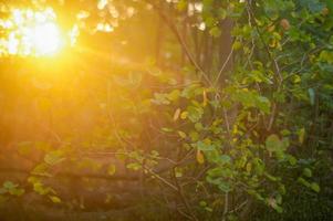 foto premium rayo de sol y destello de lente a través de las hojas