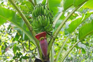 heart of banana tree photo