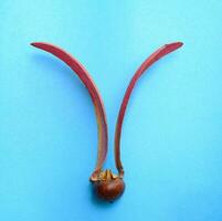 Gurjan, Keruing, Yang Naa seed isolated on blue background, scientific name Dipterocarpus alatus Roxb photo