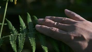 Woman hand gently touching the plant, leaves of fern in the forest. video