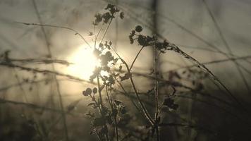 onscherpe weergave van droge wilde bloemen en gras in de winter of lente weiden in de heldere gouden stralen van de zon. zonsopgang in de wei. abstracte natuur achtergrond video
