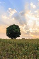 Landscape view of trees in a field of yellow flowers in the evening sun. photo