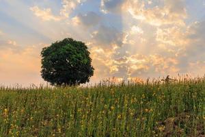 Landscape view of trees in a field of yellow flowers in the evening sun. photo