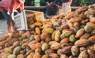 los agricultores de cacao están cosechando productos frescos de cacao. foto