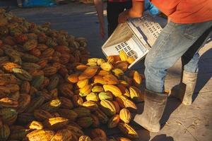 Cocoa farmers are harvesting fresh cocoa produce. photo