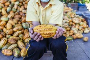 fresh cocoa pods in hand photo