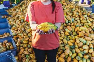 mazorcas de cacao frescas en la mano foto