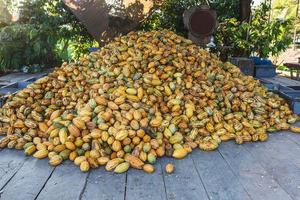 muchas vainas de cacao frescas en una fábrica de cacao. foto