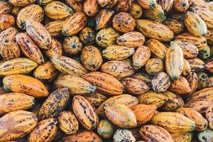 Cocoa pod and cocoa fruit on a wooden surface. photo