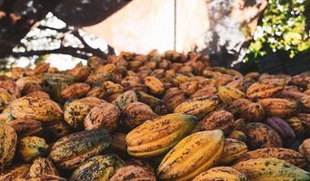 muchas vainas de cacao frescas en una fábrica de cacao. foto