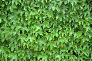 hedera, siempreviva trepando la pared. hiedras de plantas verdes en la pared. pared de vid verde. escalador de hoja perenne. foto