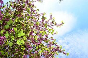 Purple spring flower. Judas flower tree or Cercis Canadensis.Spring tree with pink flowers. Branch of pink redbud flowers. photo