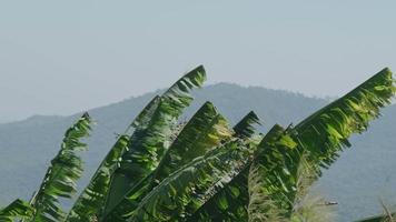 as copas das bananeiras e as folhas verdes das bananeiras eram sopradas pelo vento contra o céu azul. folhas de bananeira danificadas por ventos fortes video