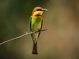 Asian green bee-eater, little green bee-eater, sitting on a branch photo