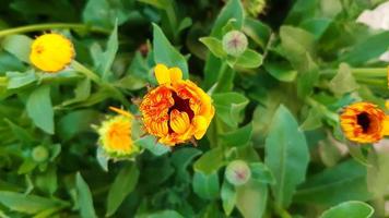 flor de caléndula que florece en primavera foto